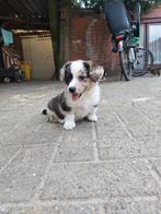 Prachtige welsh corgi pups, Animaux & Accessoires, Chiens | Bergers & Bouviers, Autres races, 8 à 15 semaines, Plusieurs, Éleveur | Loisir