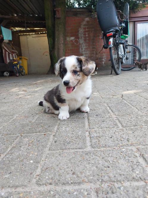 Prachtige welsh corgi pups, Dieren en Toebehoren, Honden | Herdershonden en Veedrijvers, Meerdere dieren, Overige rassen, Fokker | Hobbymatig