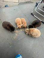 Nhd konijntjes, Dieren en Toebehoren, Meerdere dieren, Klein, Hangoor, 0 tot 2 jaar