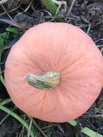 Pompoenen, Ophalen of Verzenden