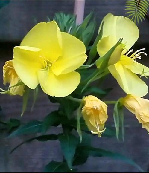Teunisbloem zaden (Nachtkaars), Tuin en Terras, Bloembollen en Zaden, Zaad, Verzenden
