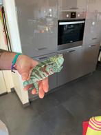 Caméléon panthère ambaja bleu de 9 mois, Animaux & Accessoires, Enlèvement, Comme neuf