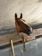 lief weidenmaatje te koop, Dieren en Toebehoren, Paarden, Merrie, Gechipt, Niet van toepassing, 11 jaar of ouder