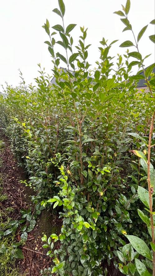 Plantes de haies, mottes et racines Ligustrum Ovalifolium, Jardin & Terrasse, Plantes | Arbustes & Haies, Arbuste, Troène, Enlèvement ou Envoi