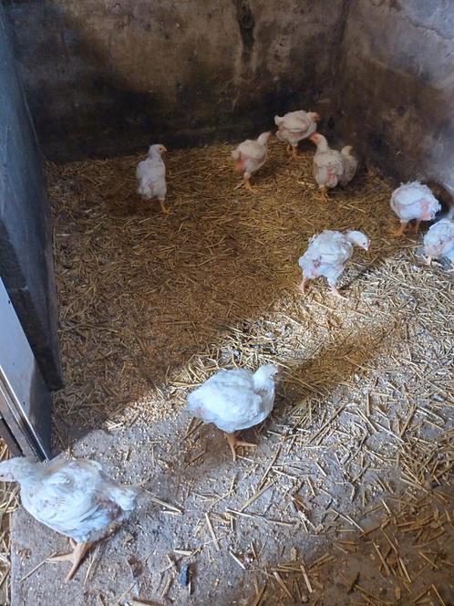 Mesthaantjes, Dieren en Toebehoren, Pluimvee