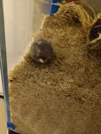 Hamster nain russe a donnée, Dieren en Toebehoren, Hamster, Februari, Mannelijk, Tam