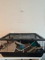 Hamster met hamsterkooi compleet te koop, Dieren en Toebehoren, Ophalen, Zo goed als nieuw, Hamster