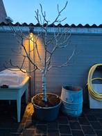 Vijgenboom, Jardin & Terrasse, Plantes | Arbres fruitiers, Enlèvement, Figuier