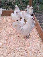 Watermaalse baardkriel, Dieren en Toebehoren, Pluimvee, Meerdere dieren, Kip