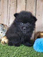 dwergkees pup / pomeranian / pom pup, Dieren en Toebehoren, België, Keeshond, Reu, CDV (hondenziekte)