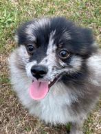Duitse spitz / kleinkees, België, 15 weken tot 1 jaar, Overige rassen, CDV (hondenziekte)