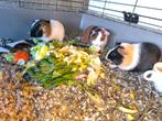 3 hele mooi jonge cavia beertjes, Dieren en Toebehoren, Knaagdieren, Oktober, Cavia