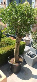 Olijfbomen olea europaea aan stuntprijzen!, Tuin en Terras, Planten | Bomen, Ophalen