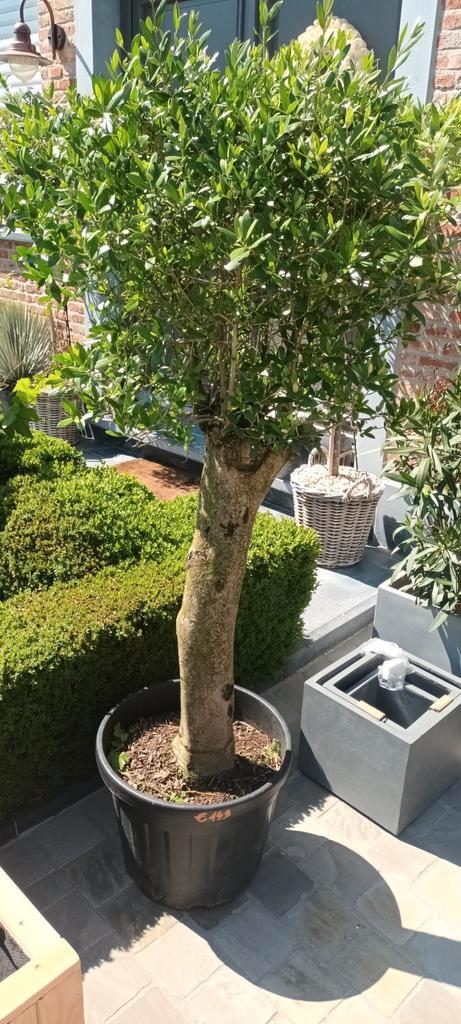 Olijfbomen olea europaea aan stuntprijzen!, Tuin en Terras, Planten | Bomen, Ophalen