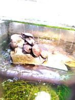 Europese vijverschildpad in verschillende maten, Dieren en Toebehoren, Schildpad, 0 tot 2 jaar