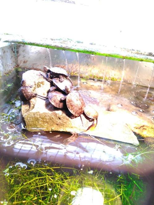 Europese vijverschildpad in verschillende maten, Dieren en Toebehoren, Reptielen en Amfibieën, Schildpad, 0 tot 2 jaar
