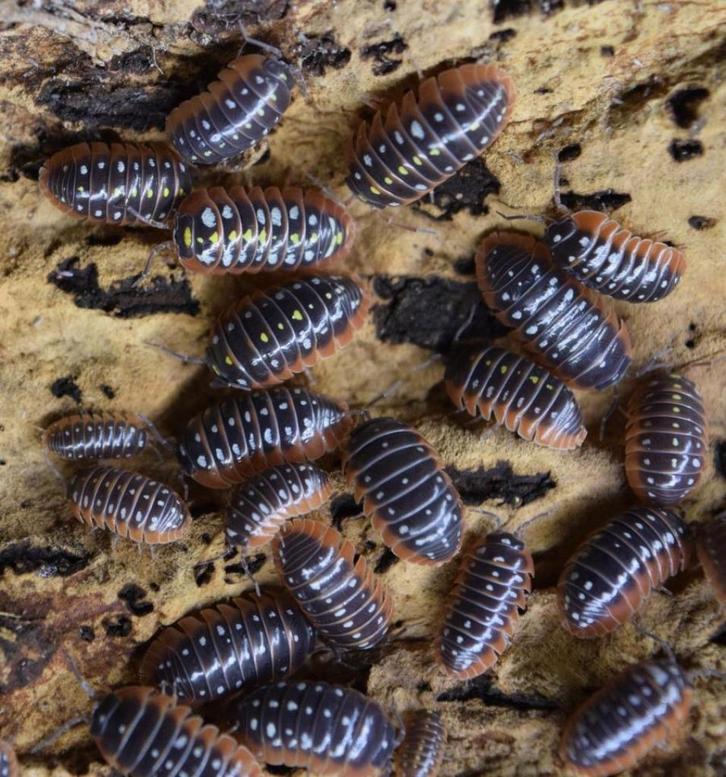 isopods armadillidium klugii, Dieren en Toebehoren, Insecten en Spinnen