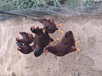Rhode island red beschikbaar voor biedingen