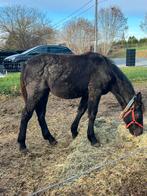 Fries x trekpaard, Dieren en Toebehoren, Merrie, Recreatiepaard, Gechipt, 0 tot 2 jaar