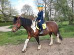 Recreatiepaard te koop - Puivelde (Sint-Niklaas), Dieren en Toebehoren, Ruin, Recreatiepaard