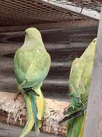Jonge halsbandparkieten, Dieren en Toebehoren, Vogels | Parkieten en Papegaaien