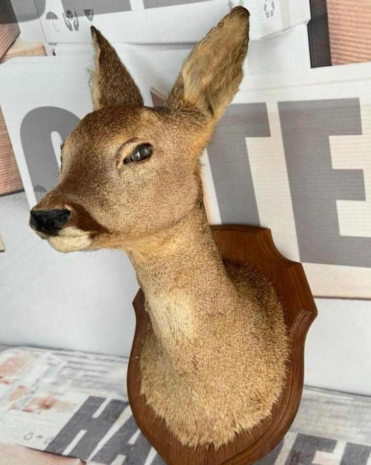 Taxidermie mooie Opgezette Ree kop - Capreolus wandmontage, Verzamelen, Dierenverzamelingen, Zo goed als nieuw, Gewei of Kop, Hert