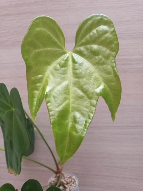 Anthurium magnilobium, Huis en Inrichting, Kamerplanten, Ophalen of Verzenden