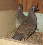 californische kuifkwartels, Dieren en Toebehoren, Pluimvee, Meerdere dieren, Overige soorten