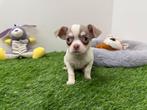 Chihuahua pups, Dieren en Toebehoren, Honden | Chihuahua's en Gezelschapshonden, België, 8 tot 15 weken, CDV (hondenziekte), Meerdere