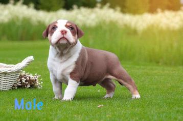 PRACHTIGE AMERICAN BULLY PUPS beschikbaar voor biedingen