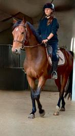 5j Checkter x Non Stop, Dieren en Toebehoren, Paarden, Springpaard, B, Ruin, 3 tot 6 jaar