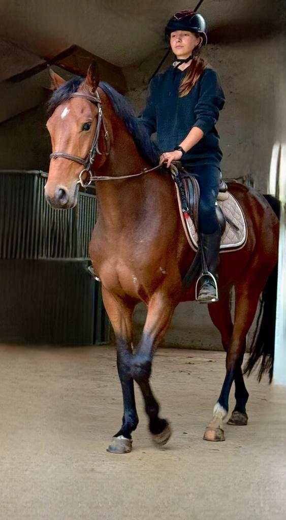 5j Checkter x Non Stop, Dieren en Toebehoren, Paarden, Ruin, B, 160 tot 165 cm, 3 tot 6 jaar, Springpaard, Met stamboom, Gechipt