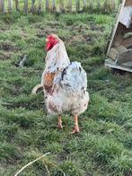 Gratis Haan op te halen, Dieren en Toebehoren, Pluimvee, Mannelijk, Kip