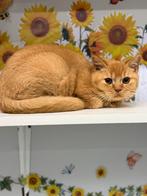 Brits korthaar, Dieren en Toebehoren, Kater