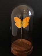 Véritable Papillon Exotique Phoebis Argante du Pérou globe, Collections, Insecte, Animal empaillé, Enlèvement ou Envoi, Neuf