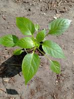 Red Cherry | Peper Planten, Tuin en Terras, Ophalen