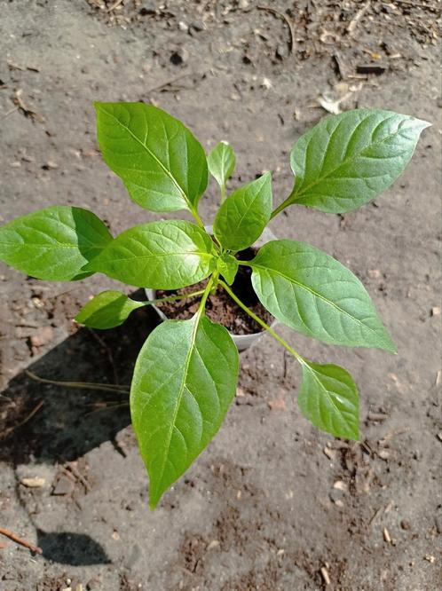 Red Cherry | Peper Planten, Tuin en Terras, Planten | Tuinplanten, Ophalen
