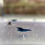 Blue Diamond (neocaridina) garnalen te koop (10 + 1gratis!), Dieren en Toebehoren, Vissen | Aquariumvissen, Kreeft, Krab of Garnaal