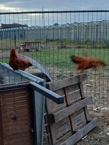 Hanen van 5 tot 10 euro beschikbaar voor biedingen