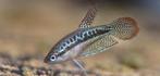Gratis Sparkling gourami, Dieren en Toebehoren, Ophalen