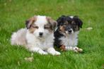 Border Collie pups te koop, Dieren en Toebehoren, Honden | Herdershonden en Veedrijvers, CDV (hondenziekte), Meerdere, 8 tot 15 weken