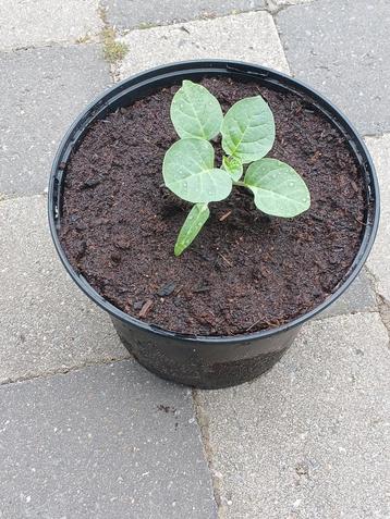 Witte datura planten geven prachtige witte bloemen, Tuin en Terras, Planten | Tuinplanten, Ophalen