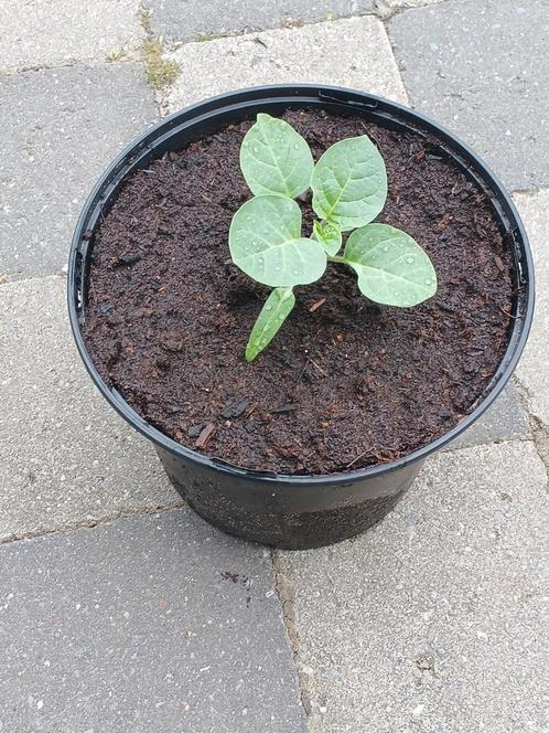 Witte datura planten geven prachtige witte bloemen, Tuin en Terras, Planten | Tuinplanten, Ophalen