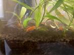 Oranje neocaridina garnalen