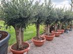 Nieuwe aanvoer Olijfboom Olea Europaea in schaal, Tuin en Terras, Ophalen, Olijfboom