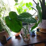 5 Philodendron Gloriosum stek / cutting, Huis en Inrichting, Kamerplanten, Ophalen, Overige soorten, Halfschaduw, Minder dan 100 cm