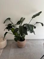 Strelitzia nicolai 140-165cm, Huis en Inrichting, Kamerplanten, Groene kamerplant, Ophalen, In pot, 150 tot 200 cm