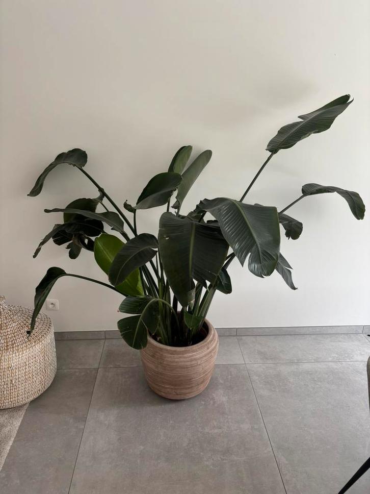 Strelitzia nicolai 140-165cm, Huis en Inrichting, Kamerplanten, 150 tot 200 cm, Groene kamerplant, In pot, Ophalen