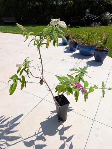 Vlinderstruik beschikbaar voor biedingen