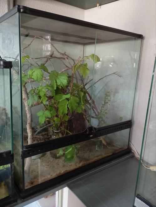 Exo terra, Dieren en Toebehoren, Reptielen en Amfibieën | Toebehoren, Gebruikt, Terrarium of Paludarium, Ophalen